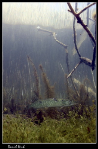 Wonderfull diving in a small pond :-D by Daniel Strub 
